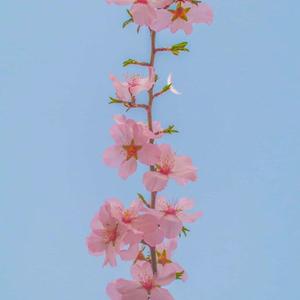 情人节（民谣）