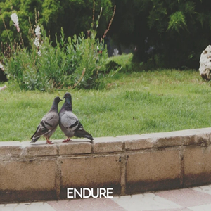 Endure