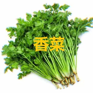 香菜