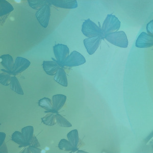 ブルーデイジー