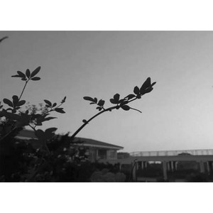 红豆义中版（无损）（Cover 王菲）