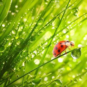 肝木之音 行气解郁