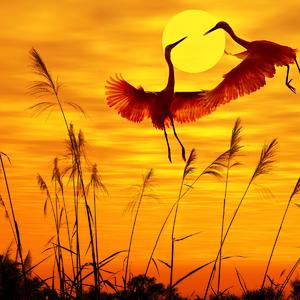 青春告别诗（翻自 于和伟）