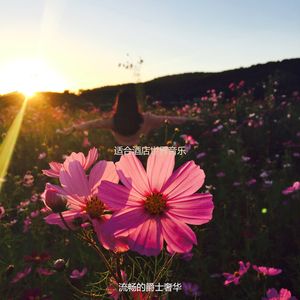 适合酒店清新的音乐