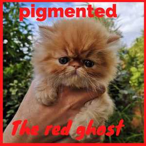 The Red Ghost (Instrumental Version)