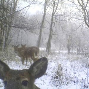 大小姐和大少爷的反派生涯