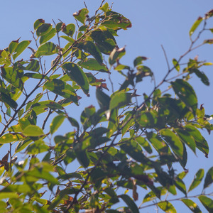 ゆらぎ (feat. 裏命)