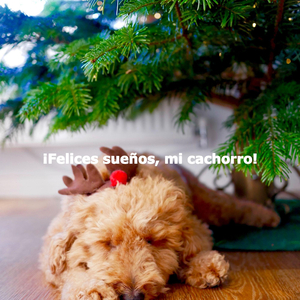 Awesome Bossa Nova - Vibe for Dogs Being Dogs