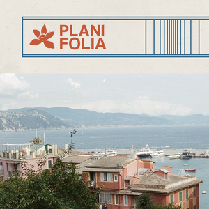 Planifolia