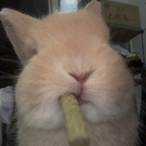 写给我喜欢的第一个女孩的歌（Cover 封茗囧菌）