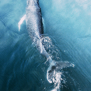 化身孤岛的鲸（Cover 只佛）