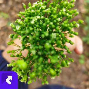 Heart Strings (Remix)