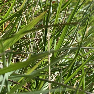 Euler (feat. Hy5, Tolo2oslo & Tungsten Record Company)