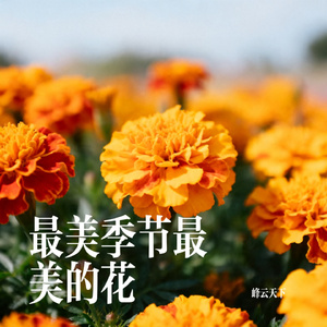 最美季节最美的花