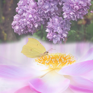 세포까지 쉬게 해주는 피아노자장가