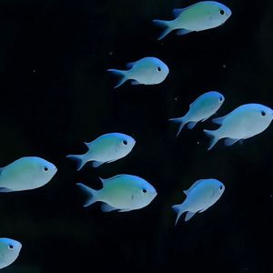 bitrate_320k_夜赏星月之约 伴奏