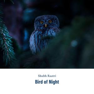 Bird of Night