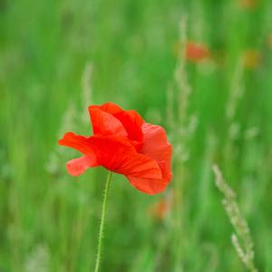 Rememberance (Instrumental)