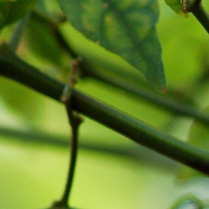 如果我变成回忆