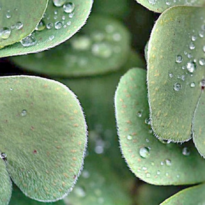 一片树叶的梦境（原创钢琴曲）