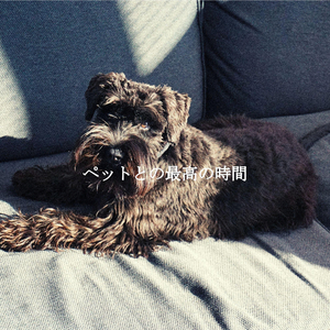 Carefree (Office Days)