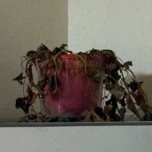 披着她送的羊毛围巾过冬天