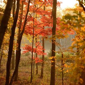 你好吗我的朋友