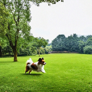 のんびり日曜日