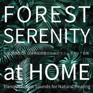 瞑想ソルフェジオ -Healing Forest- (寝落ちのピアノの森 α波→θ波→δ波)