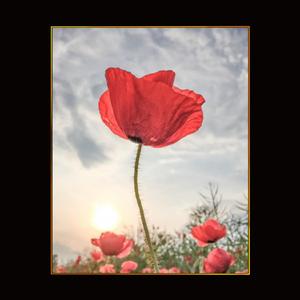 Coquelicot