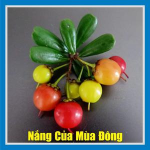 Nắng Của Mùa Đông