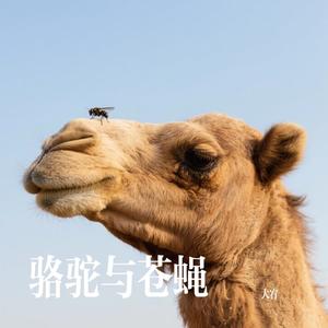 骆驼与苍蝇