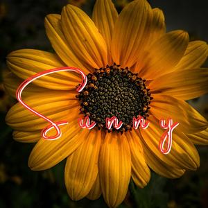 Sunny (Sunflower)