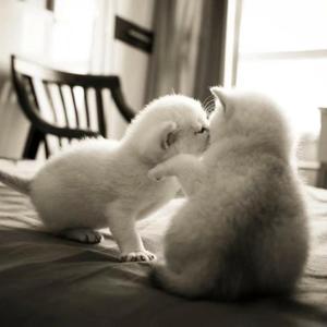 小甜心（翻自 谷昏）