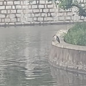 凌波掠影寂春山