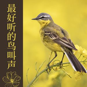 缓解压力的音乐