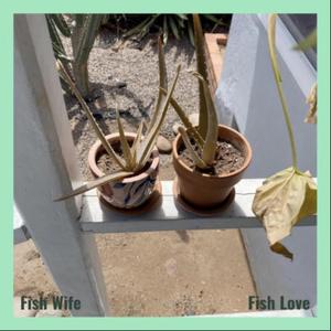 Fish Love