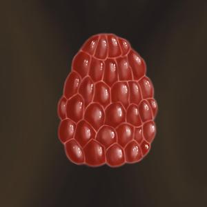 Raspberry