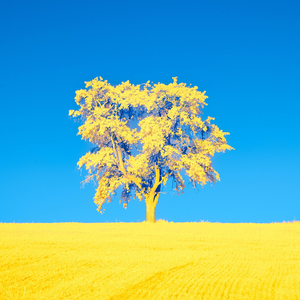 Blue and Yellow