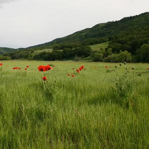 图瓦之歌（翻自 Sainkho Namtchylak）