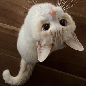 第57次取消发送 cover菲菲公主