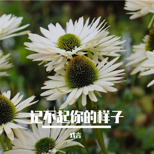 记不起你的样子