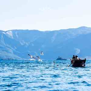 小鸟自由的飞翔 (催眠曲)