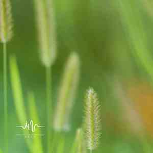 雨后彩虹 (催眠八音盒)