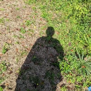 biowave