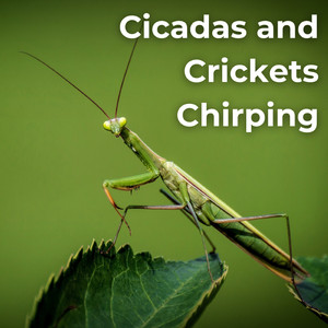 Crickets At Night