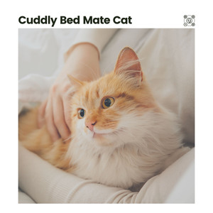 My Kitten's Area of Meditation