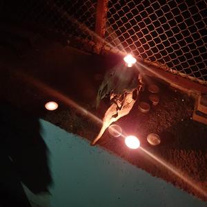 Summer Night Spliffin