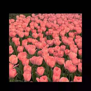 别渴望（喷泉）