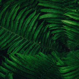 El Viento De Verano Sopla